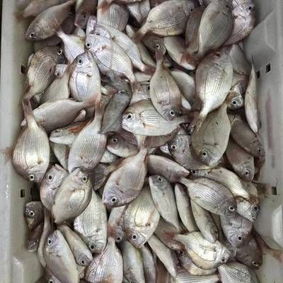 海水魚（海水魚批發(fā)）批發(fā)：海水魚批發(fā)和貨源基地信息可以從多個(gè)角度進(jìn)行闡述 龍魚百科 第2張