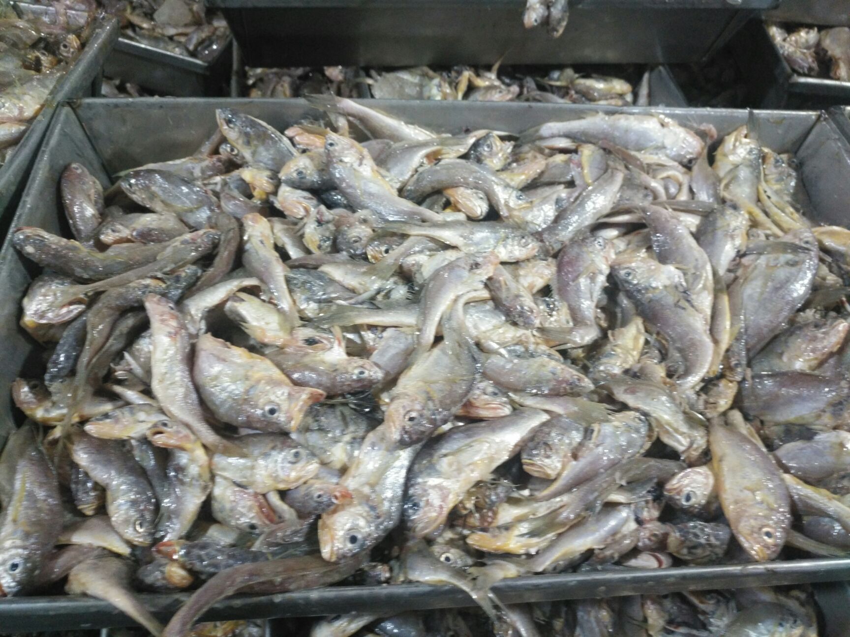 海水魚（海水魚批發(fā)）批發(fā)：海水魚批發(fā)和貨源基地信息可以從多個(gè)角度進(jìn)行闡述 龍魚百科 第4張