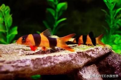 什么魚可以與龍魚混養(yǎng)還能吃青苔：如何選擇混養(yǎng)魚類