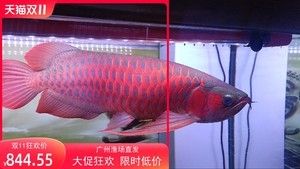 印尼紅龍魚(yú)多少錢(qián)一條合適的魚(yú)缸：印尼紅龍魚(yú)的價(jià)格和飼養(yǎng)技巧 龍魚(yú)百科 第3張