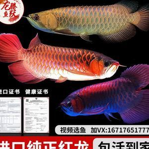 大湖紅龍魚批發(fā)：關于大湖紅龍魚批發(fā)和貨源基地的一些信息