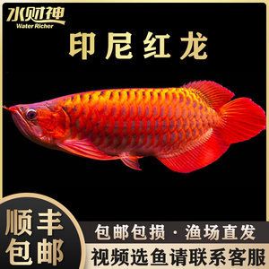 什么魚可以跟金龍魚一起養(yǎng)：哪些魚適合與金龍魚混養(yǎng)？