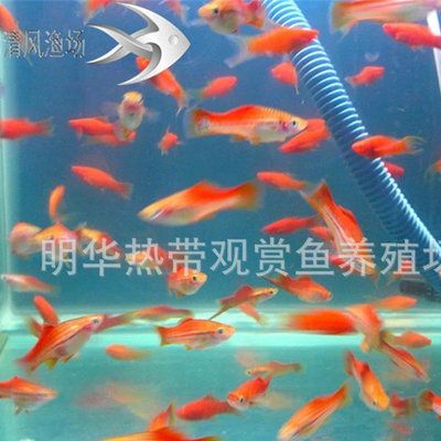 常見觀賞魚批發(fā)：觀賞魚批發(fā)貨源基地 龍魚百科 第4張