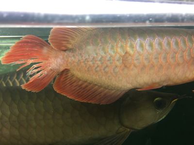 什么叫龍魚縮尾巴：龍魚縮尾巴并不是指龍魚在生理或生物意義上的縮尾行為 龍魚百科 第2張