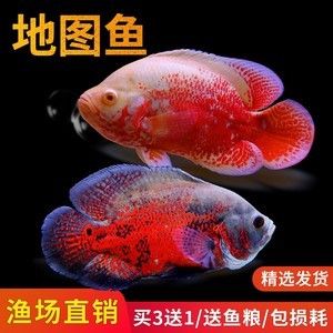 進(jìn)口元寶鳳凰魚批發(fā)：進(jìn)口元寶鳳凰魚價(jià)格在430元至480元/條 元寶鳳凰魚百科 第3張