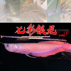 小星點(diǎn)龍魚(yú)價(jià)格：小星點(diǎn)龍魚(yú)價(jià)格在100-500元之間 龍魚(yú)百科 第2張