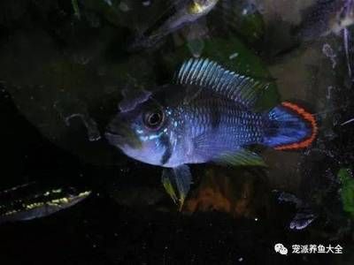 一方水族批發(fā)：一方水族器材有限公司 龍魚(yú)百科 第2張