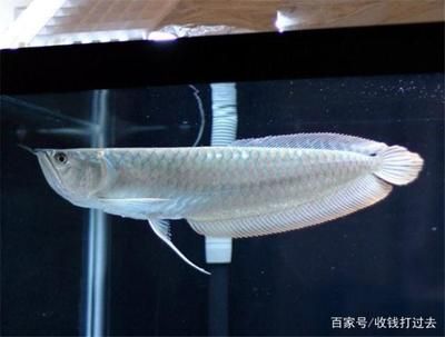 正宗金龍魚是哪個(gè)品種的魚：正宗的金龍魚是什么？ 龍魚百科 第1張