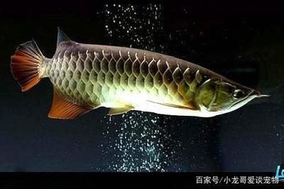 怎樣讓龍魚開口吃草金魚：如何訓(xùn)練龍魚吃草金魚