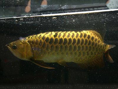 什么叫過(guò)背龍魚(yú)：過(guò)背金龍魚(yú)是一種具有特殊外觀和經(jīng)濟(jì)價(jià)值的龍魚(yú)品