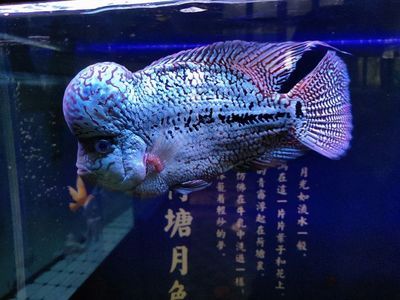 龍魚做手術(shù)沒停食可以吃嗎：在龍魚進行手術(shù)后可以吃食取決于手術(shù)的具體情況和龍魚的身體恢復狀況 龍魚百科 第1張