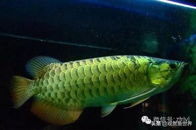 最大的龍魚(yú)是那種：世界上最大的龍魚(yú)是什么？