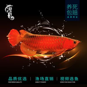 小紅龍魚用什么燈：如何選擇適合小紅龍魚的燈光