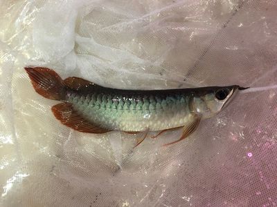 在印尼買龍魚便宜嗎現(xiàn)在能買嗎：在印尼購買龍魚需要注意哪些問題？