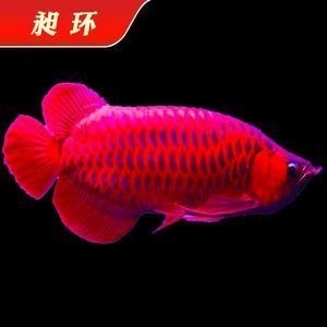 龍魚做手術用什么麻醉：麻醉龍魚手術需要注意以下幾點，龍魚手術需要注意