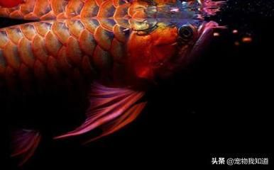 飼養(yǎng)紅龍魚用什么燈管：飼養(yǎng)紅龍魚時燈光的選擇對紅龍魚的顏色和健康有著重要的影響 龍魚百科 第3張