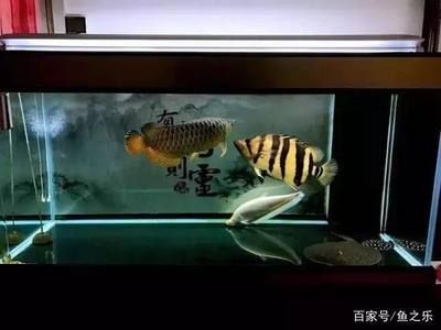 適合龍魚的魚缸尺寸多大：如何選擇適合龍魚的魚缸尺寸 龍魚百科 第3張