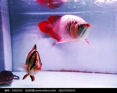 挑選紅龍魚(yú)的細(xì)節(jié)描述作文：如何挑選紅龍魚(yú) 龍魚(yú)百科 第2張