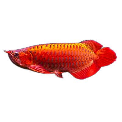 血紅金龍魚(yú)能活多久啊：血紅金龍魚(yú)的壽命與其生活環(huán)境、飼養(yǎng)條件以及因素密切相關(guān)信息 龍魚(yú)百科 第2張