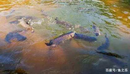 龍魚一直在水面游：龍魚一直在水面游是怎么回事？