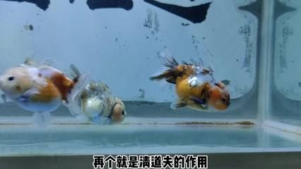 蝴蝶鯉魚苗批發(fā)：蝴蝶鯉魚苗批發(fā)與貨源基地的選擇