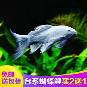 蝴蝶鯉魚苗批發(fā)：蝴蝶鯉魚苗批發(fā)與貨源基地的選擇 龍魚百科 第4張