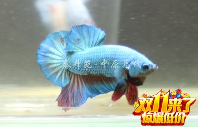 泰國斗魚批發(fā)：泰國斗魚批發(fā)及貨源基地 龍魚百科 第4張