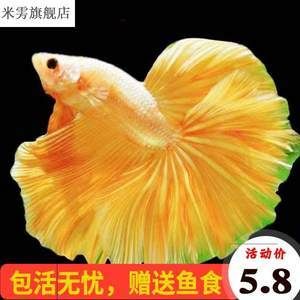 泰國(guó)斗魚(yú)批發(fā)：泰國(guó)斗魚(yú)批發(fā)及貨源基地