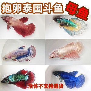 泰國(guó)斗魚(yú)批發(fā)：泰國(guó)斗魚(yú)批發(fā)及貨源基地