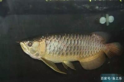 龍魚做掉眼手術(shù)難嗎視頻：龍魚掉眼手術(shù)的難度 龍魚百科 第1張