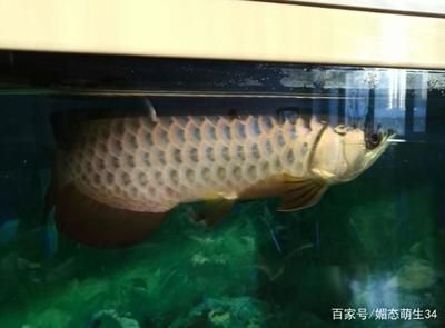 龍魚做掉眼手術(shù)難嗎視頻：龍魚掉眼手術(shù)的難度 龍魚百科 第3張