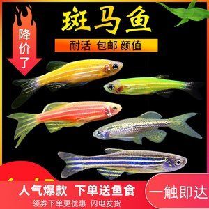 泰龐海鰱魚批發(fā)：泰龐海鰱魚批發(fā)和貨源基地 龍魚百科 第4張