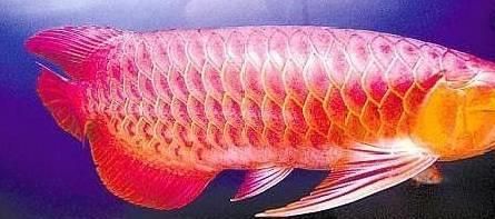 怎么挑紅龍魚的好壞：如何挑選紅龍魚 龍魚百科 第2張