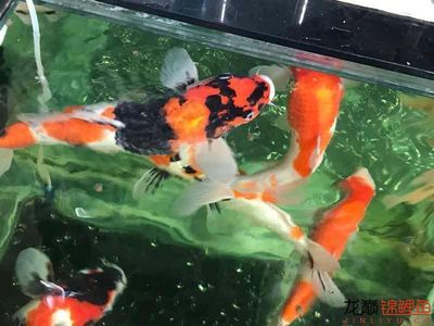 如何新缸養(yǎng)金龍魚水質：新缸養(yǎng)金龍魚水質準備