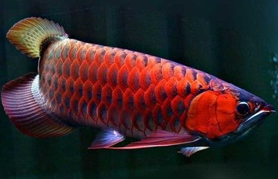 怎么挑選紅龍魚視頻：挑選紅龍魚的關鍵要點 龍魚百科 第3張