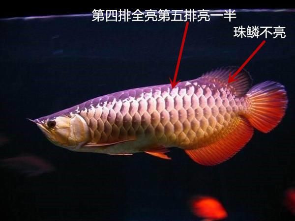 怎么挑選紅龍魚視頻：挑選紅龍魚的關鍵要點 龍魚百科 第1張