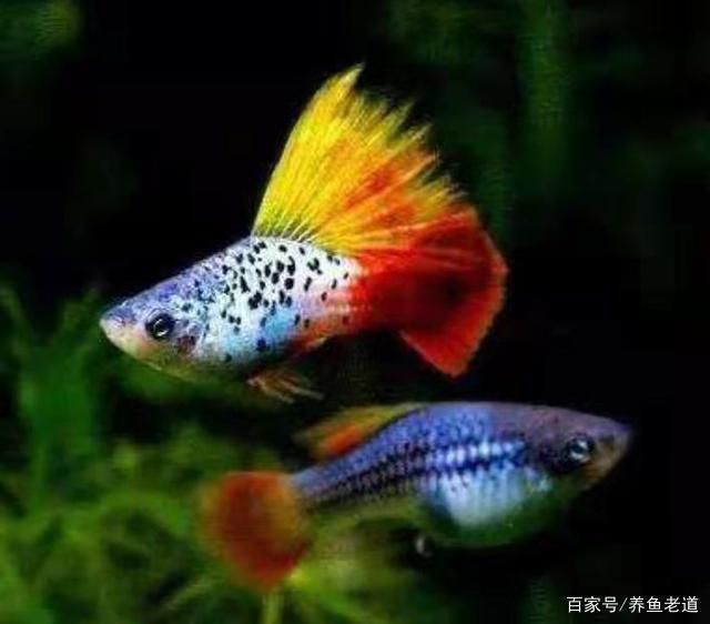 小型孔雀龍魚：關于小型孔雀龍魚的飼養(yǎng)