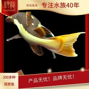 祥龍魚場品牌產(chǎn)品有哪些牌子的：馬來西亞祥龍魚場