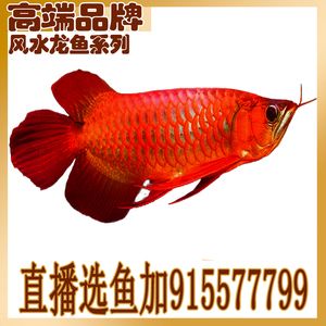 龍魚魚缸有些什么品牌好