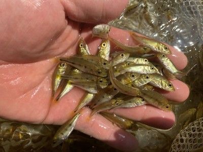 巴西亞魚批發(fā)：巴西亞魚的養(yǎng)殖技巧巴西亞魚的養(yǎng)殖技巧巴西亞魚的養(yǎng)殖技巧