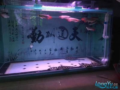 中國最大的龍魚批發(fā)市場在哪里：中國最大的龍魚批發(fā)市場