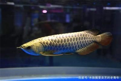 龍魚自己撞魚缸怎么回事：如何避免龍魚撞缸 龍魚百科 第2張