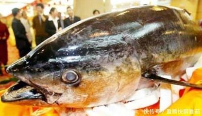 為什么龍魚要做眼手術(shù)：龍魚掉眼怎么辦？