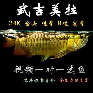 武吉美拉紅龍魚怎樣養(yǎng)：武吉美拉紅龍魚的飼養(yǎng)方法 龍魚百科 第2張