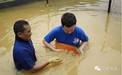 印尼龍魚最大的養(yǎng)殖基地在哪里：印尼紅龍魚養(yǎng)殖場考察印尼龍魚繁殖基地 龍魚百科 第2張