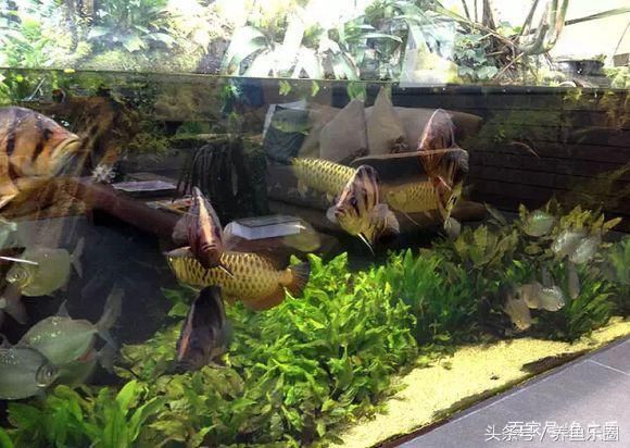 龍魚用什么過濾棉好：如何選擇適合龍魚的過濾棉 龍魚百科 第3張