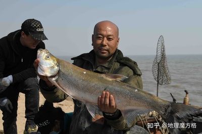 小型魚批發(fā)：根據(jù)搜索結(jié)果 龍魚百科 第2張