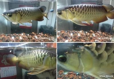 野生金龍魚價格100萬：廣西男子釣到一條藍底過背金龍魚，市場價大約1萬元 龍魚百科 第1張