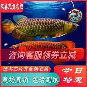 如何挑選紅龍魚幼苗視頻：如何挑選紅龍魚幼苗