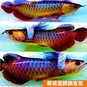 賽級紅龍魚批發(fā)：中國最早一批做進(jìn)口龍魚的公司 龍魚百科 第4張